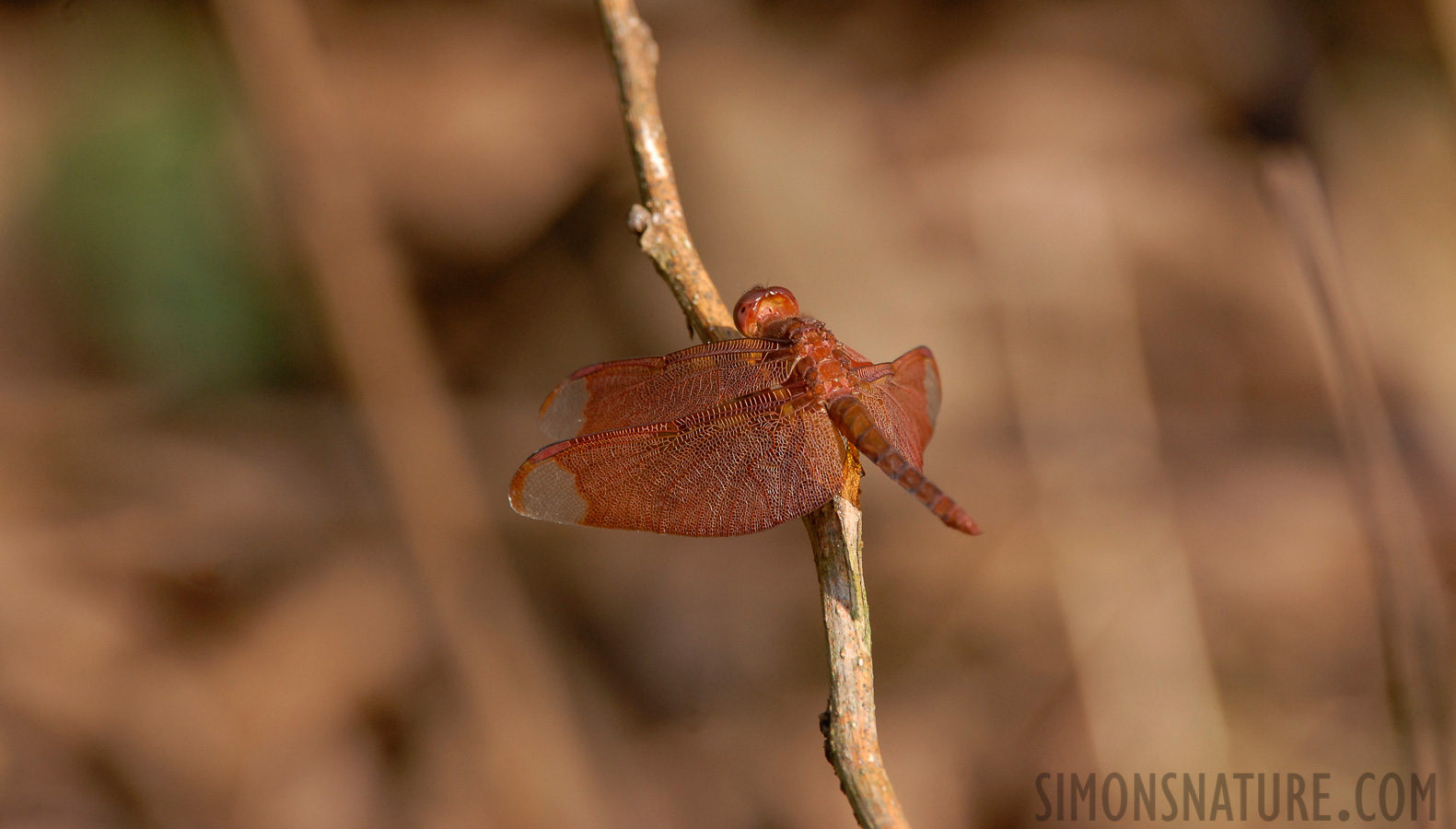 Neurothemis fulvia [400 mm, 1/250 sec at f / 7.1, ISO 400]